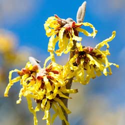 Hamamelis x intermedia Arnold Promise